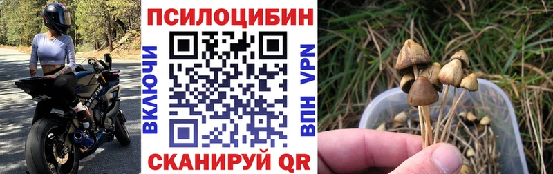 Галлюциногенные грибы прущие грибы Котово